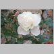rose iceberg.jpg